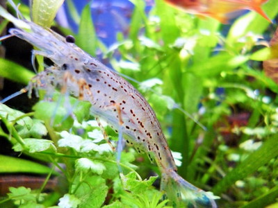 金魚鉢で飼える魚　ヤマトヌマエビ